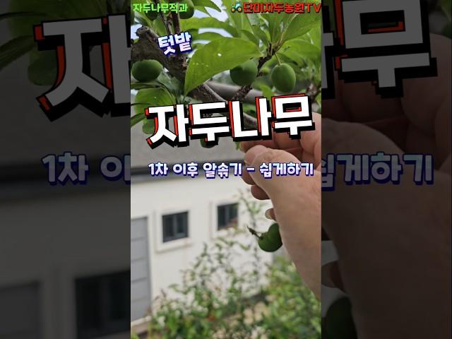 텃밭 자두나무 - 1차 이후 열매솎기 이렇게 하세요 #자두 #자두나무 #자두적과 #열매솎기