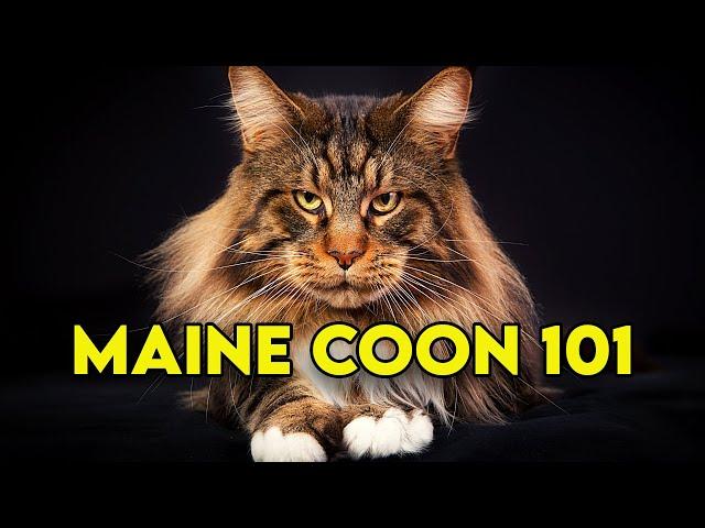 Maine Coon Cat 101 - Watch This Before Getting One (Full Guide)