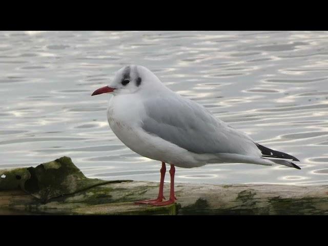 Guincho-comum (Chroicocephalus ridibundus) - Aveiro