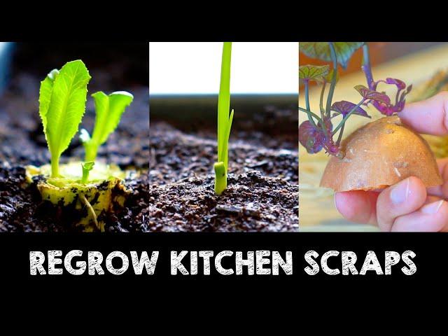 15 Fruits & Vegetables You Can Grow from Kitchen Scraps