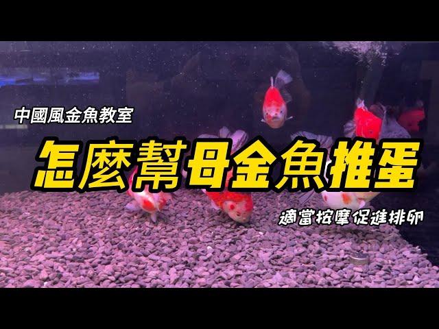 金魚卡蛋處理方法，金魚產卵金魚擠蛋簡單教學，點讚!收藏!