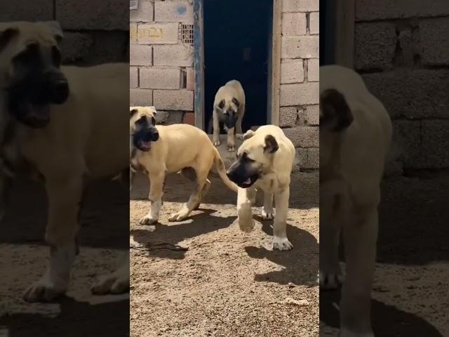 Most Aggressive Turkish KANGAL dog transformation  #short #jaishreeram (2m)+