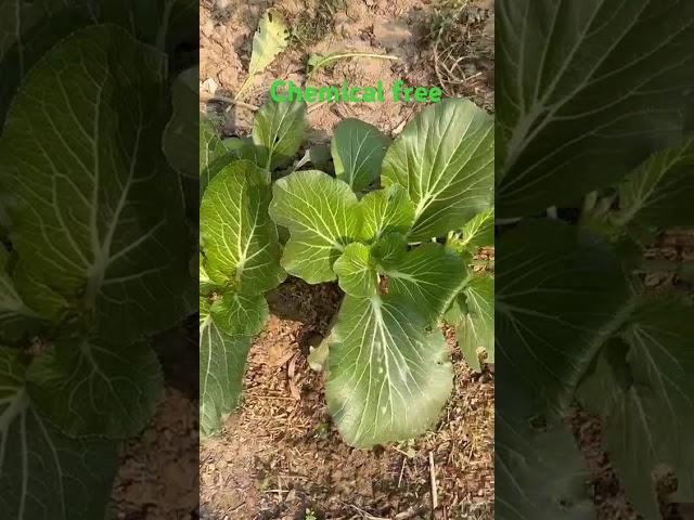 #naturalfarming ashish pratap singh #pratapgarh