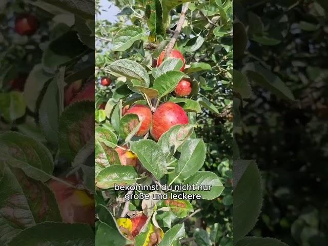 #organic #organicfarming #gartentipps #selbstversorger #diy
