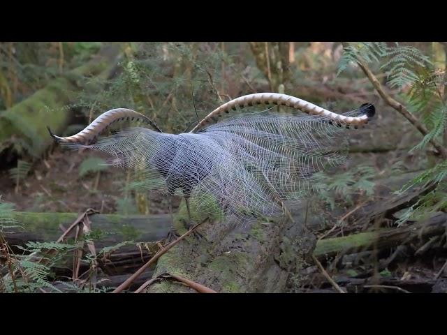 Lyrebirds of the Dandenong Ranges