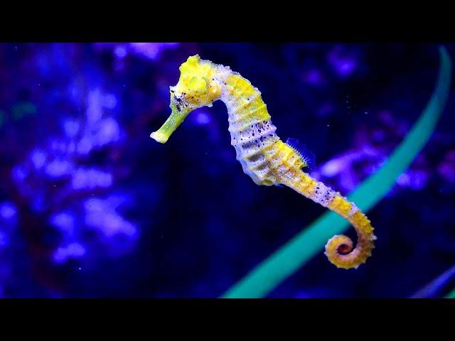 Необычные существа / Strange Creatures Of The Batangas Sea | HD |