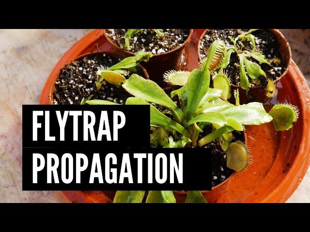 VENUS FLYTRAP PROPAGATION BY DIVIDING THE BUSH