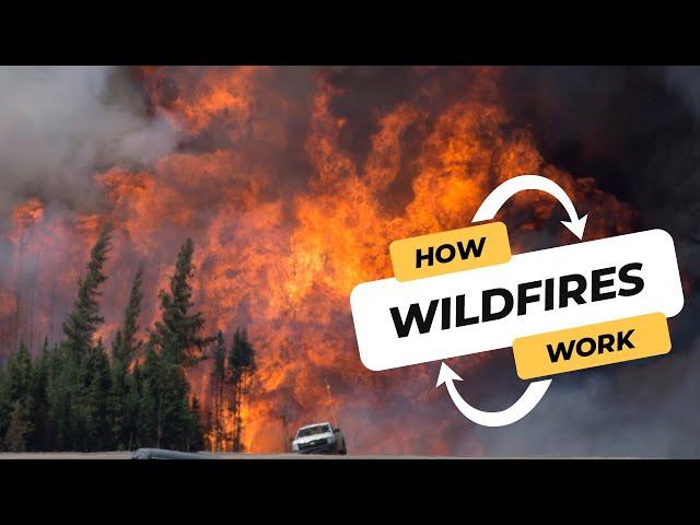 The science behind wildfires: How they start and spread | CBC Kids News