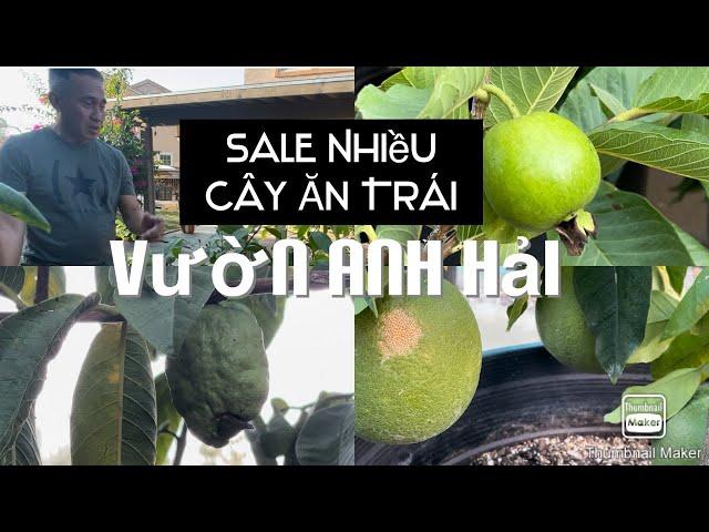 Anh Hải Sale Sập Giường Luôn Hihihihi tt771