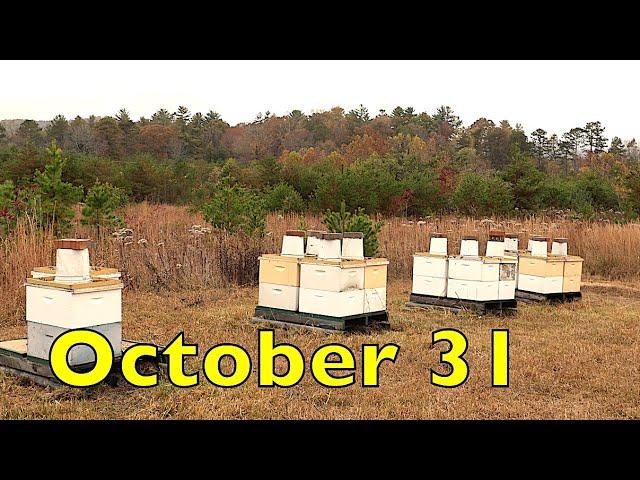 The Bees Are Ready For Winter