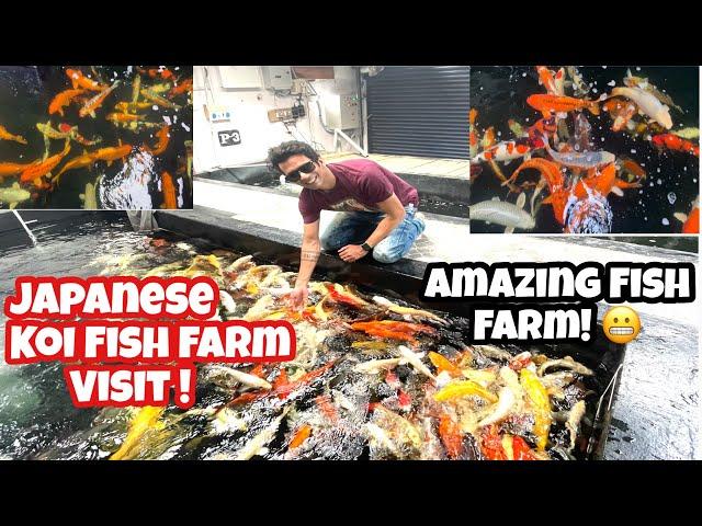 Japanese Koi Fish In India | Koi Fish Farm Tour | Amazing Japanese Koi Fishes | Koi fish India