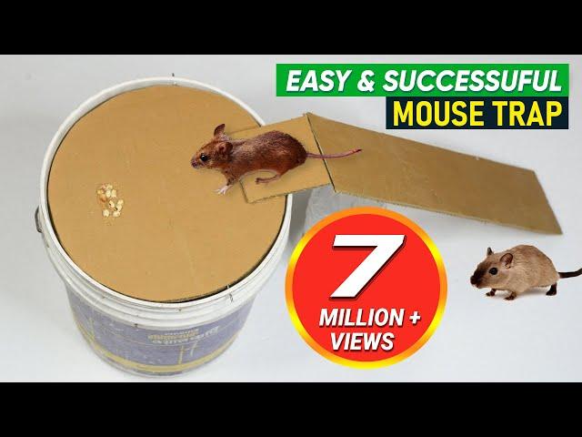 Bucket Mouse Trap | Best Mouse Trap - DIY Homemade mouse trap