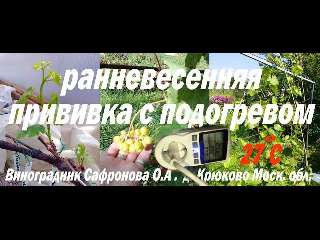 Ранневесенняя прививка винограда с подогревом в московской области