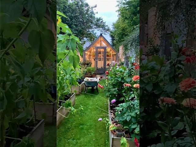 That evening glow in the cottage garden  #cottagegarden