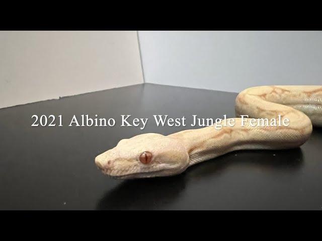 VMB: 2021 Albino Key West Jungle Female Boa Available now  = $950, pickup only