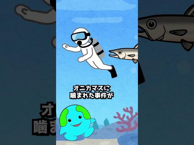 絶対に近づいてはいけない生物【オニカマス】#生物 #動物  #shorts