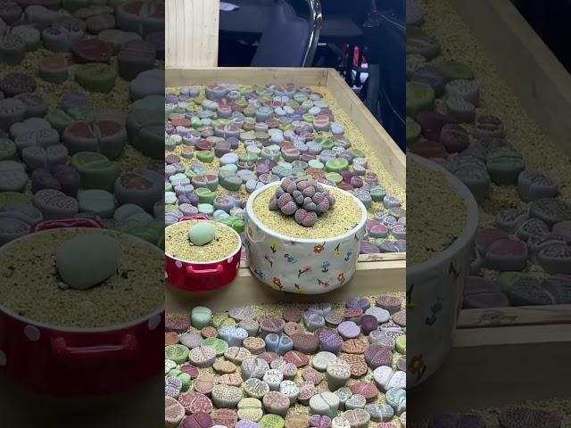 Display lithops yang bikin betah - #shorts #lithops