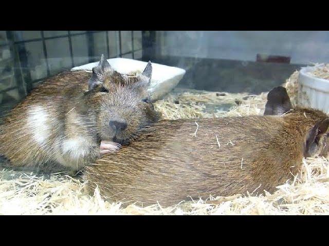 Pet Shop in Japan