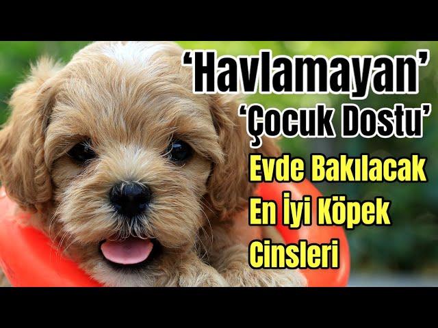 Evde Beslenecek En İyi Köpek Cinsleri | Zeki Aile Köpekleri