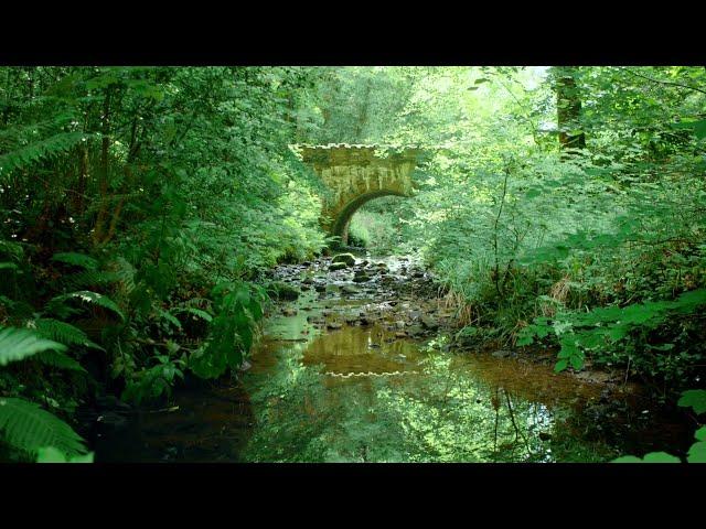 Forest River Nature Sounds-Gentle Stream Sleeping Sound-Natural Calming Meditation Birdsong Ambience