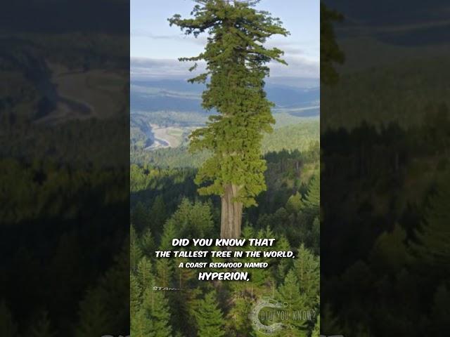 World's Tallest Tree REVEALED!  Hyperion, the Coast Redwood | #Shorts