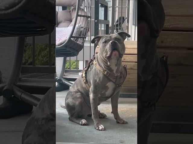 Papa Choice pt2 #puppy #dogtreadmill #fyp #training #viralvideos #shorts #dog #americanbully