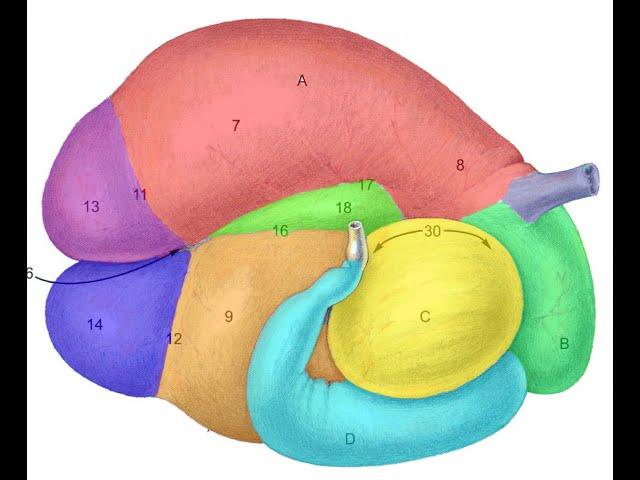 Ruminant stomach part 1