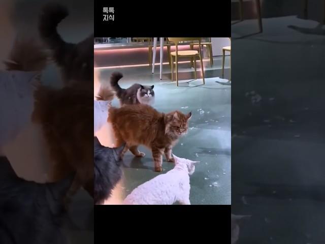 고양이 싸움 1초만에 정리하는 마동석 고양이