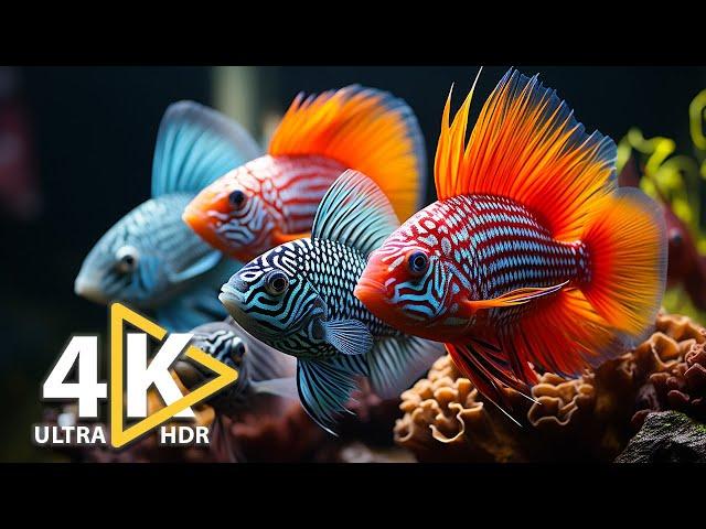 Immerse in Nature’s Beauty | The Most Beautiful Animals In The Ocean 4K Ultra HD | Unwind with Us