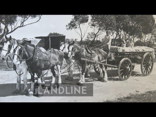 Clydesdale enthusiasts' bid to attract young blood