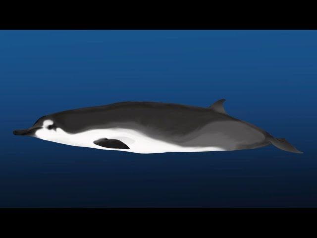 Science Bulletins: Rarest Whale on Earth Identified in New Zealand