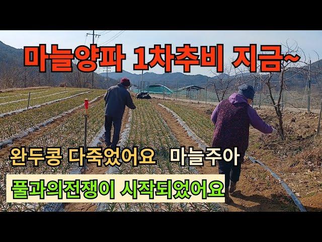 마늘양파 1차추비 지금~ 굵어집니다/마늘주아/완두콩 다 죽었네요~ 풀과의전쟁이 시작 되었네요#마늘양파웃거름#완두콩파종