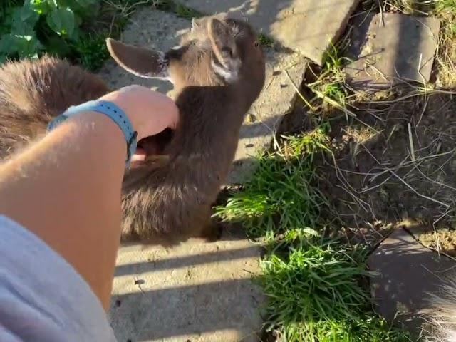 3 Pygmy Goat wether kids 18th October 2022