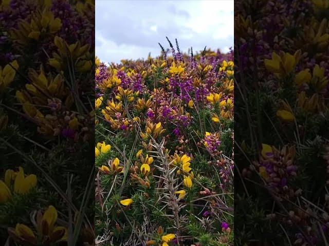 Video collage of Sheep's Head Lighthouse Loop Trail