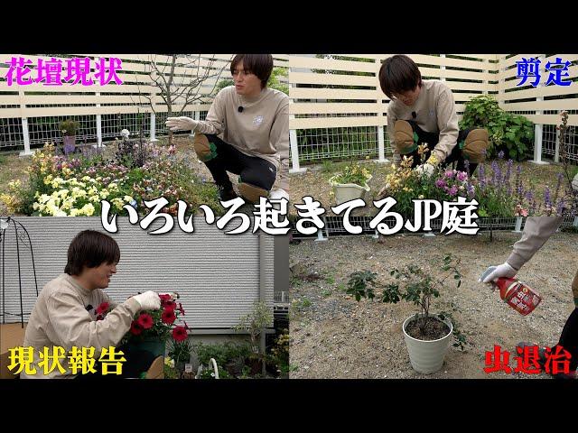[Current status report] Pruning after flowering / Current status of flower beds and pots / Pests ...