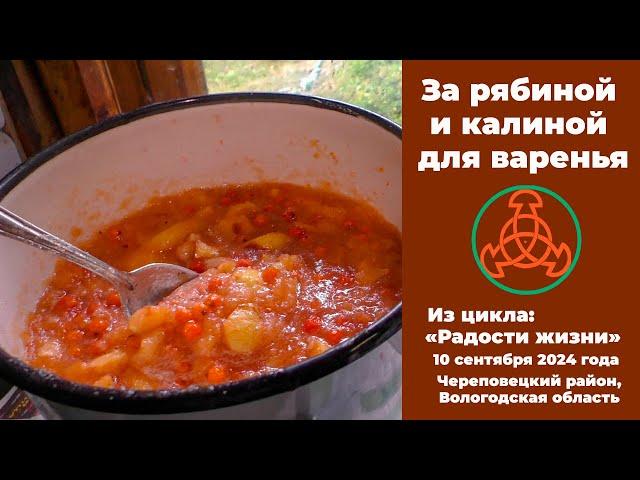 За рябиной и калиной.  "Радости жизни". 10 сентября 2024 года.