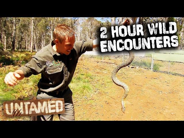 Wild Life Of Tim Faulkner -Season 2 Marathon  | Untamed Compilation