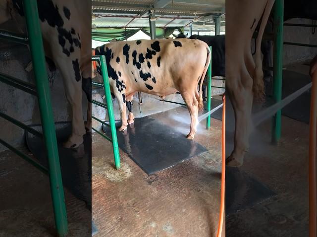 Cattle Bathing  #cattlebd #cattlefarm #farming #farmbd #dairy