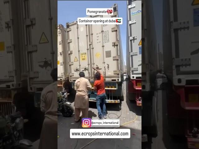Pomegranate container opening in Al aweer market UAE| Export business| ‪@ecropsinternational‬#export
