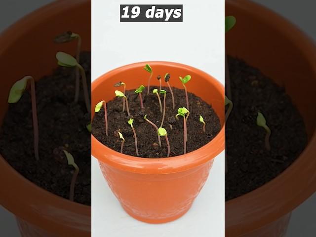 How to grow apple tree from seeds growing apple tree from seed #shorts