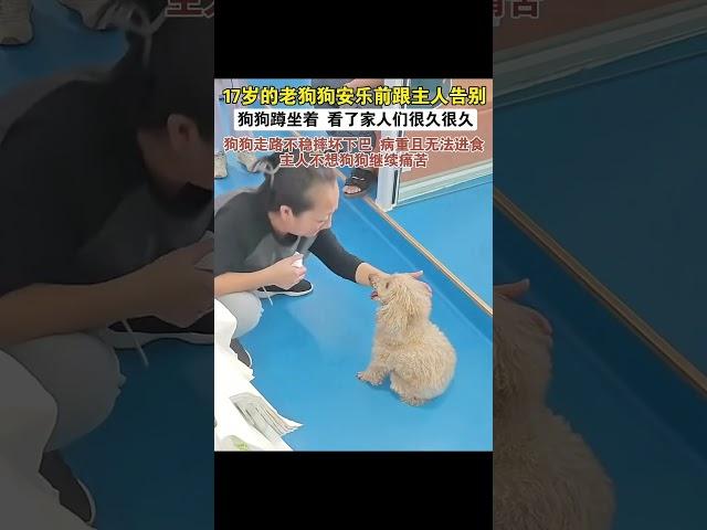 狗狗的离世，无异于一位亲人的离开#狗狗 #狗狗的心思都写在脸上了 #狗狗故事 #治愈系 #狗狗 （视频素材源自于@我是一枚戏精）