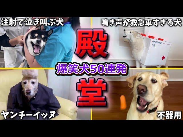 【殿堂入りおもしろ犬】ツッコミどころ満載なおもしろ犬動画50連発！Part3（鳴き声、しゃべる、子犬、かわいい、面白い、吠える）