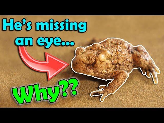 All About Deformities in Amphibians (and what causes them)