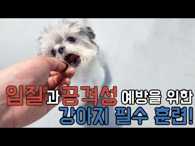 강아지 무는 버릇 고치기!공격성과 입질을 예방하기 위한 필수 훈련은?