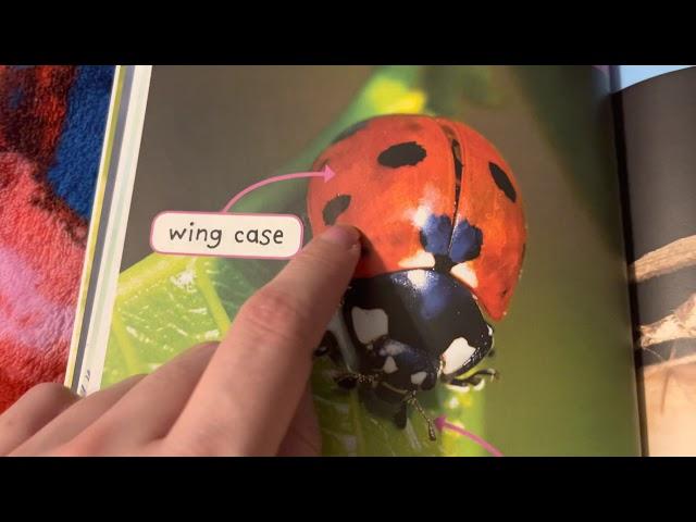 Learning About Insects