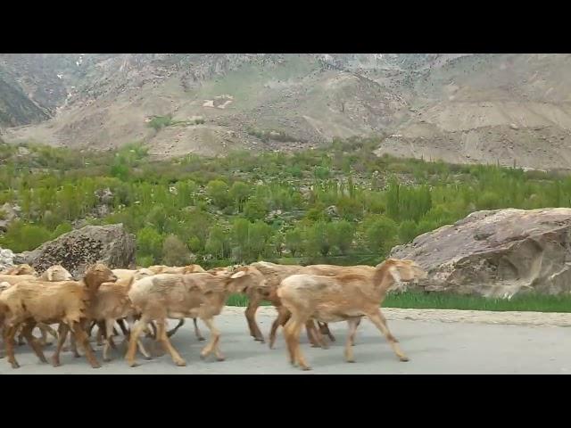 ولسوالی وردوج بدخشان ماه ثور