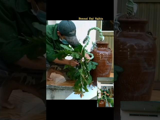 TRỰC ️THÁC ĐỔ. #bonsai