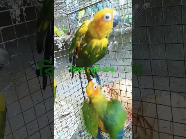 #riya pet shop #birds #nature #aquarium #accessories #fish #lover #pet #best seller