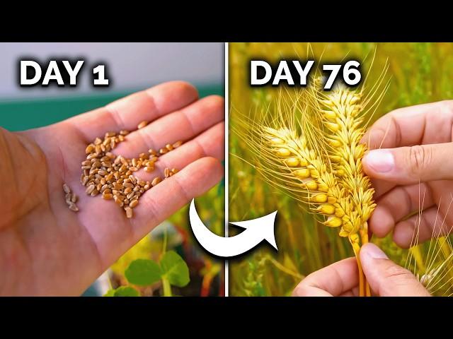 How to Grow Wheat (From Seed to Harvest) 