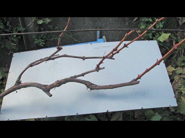 Pruning grapes in the fall. Prepare grapes for the winter.